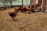huhn